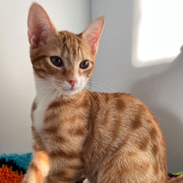 Photo of Max *9 Lives Project Rescue*