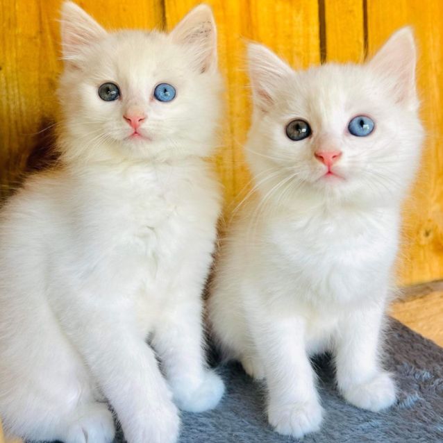 Photo of Pedro & Patrick   Bonded Pair