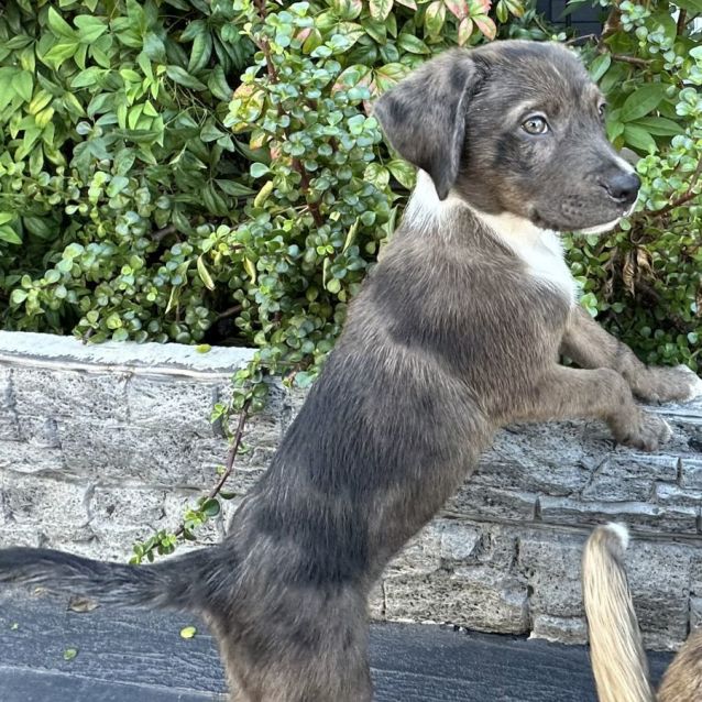 Photo of Ryder 🥰🐶