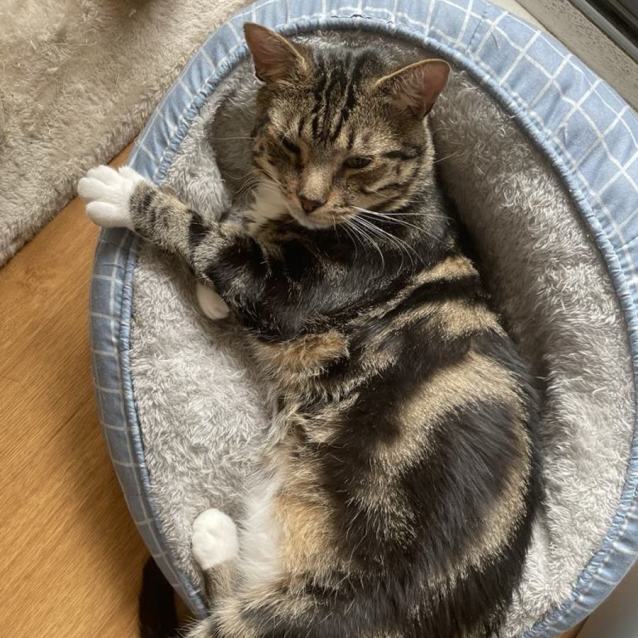 Photo of Maki *9 Lives Project Rescue*