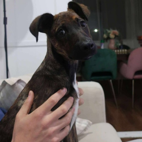 No photo for Boudica