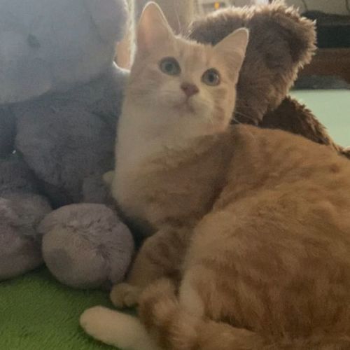 Honey * 9 Lives Project Rescue*