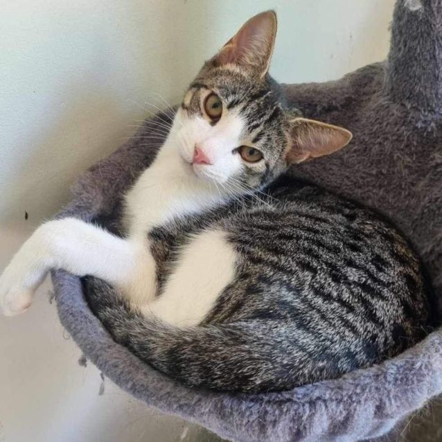 Photo of Linus (Cheddar)