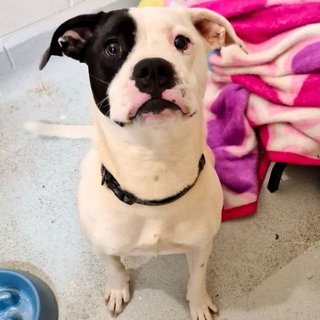 Photo of D1013 Odette