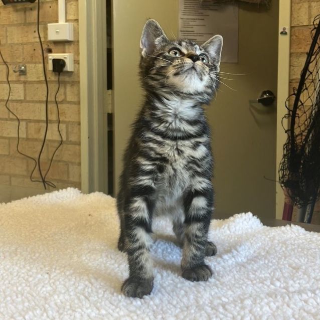 Photo of Finnick