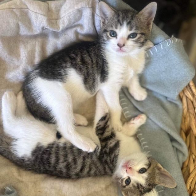 Photo of Sarah And Bubblegum 