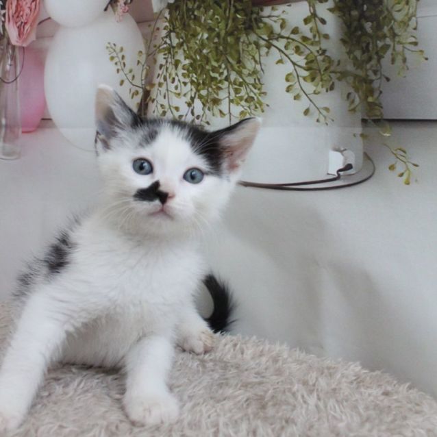 Photo of Potto **2nd Chance Cat Rescue**