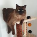 Photo of Elliot **2nd Chance Cat Rescue**