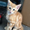 Photo of Mozzarella
