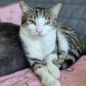 Photo of Penny **2nd Chance Cat Rescue** 