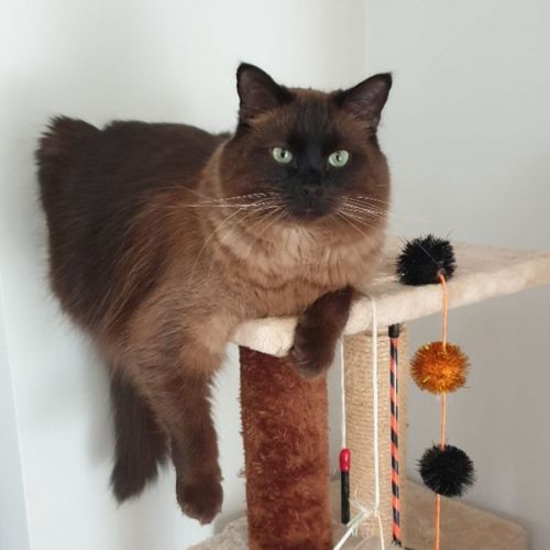 Elliot **2nd Chance Cat Rescue**