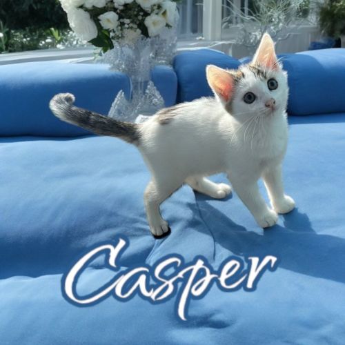 Casper