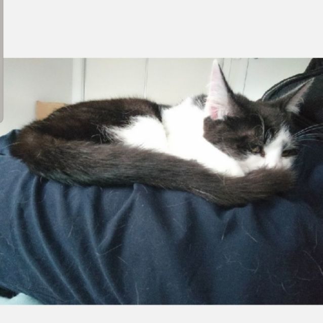 Photo of Montanna