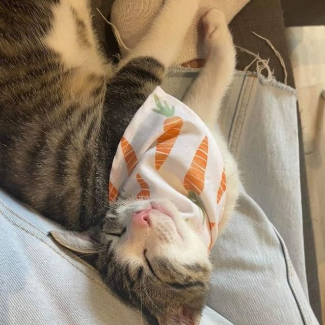 Photo of Mumble (Located In Croydon)