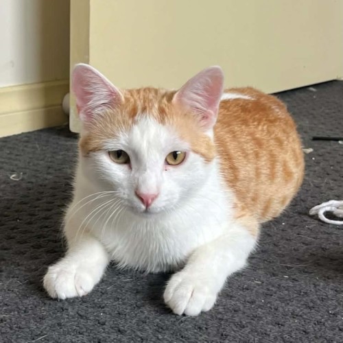 Harvey