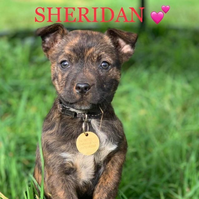 Photo of Sheridan