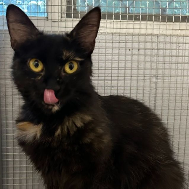 Photo of Honey