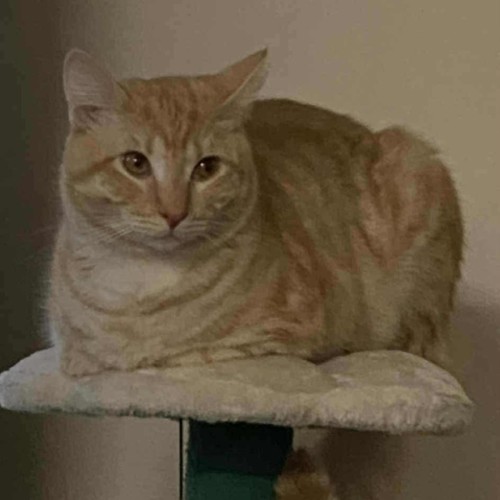 No photo for Cheddar