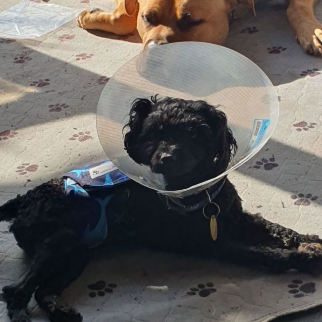 Photo of Barnaby 