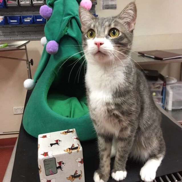 Photo of Viper 😻😈