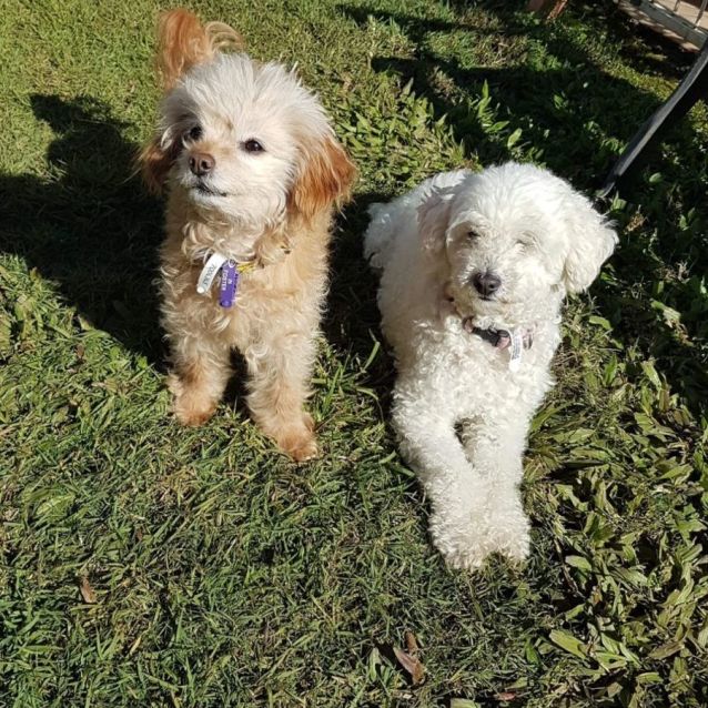 Photo of Chai And Honey