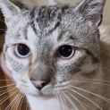 Photo of Merlin