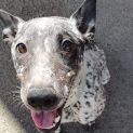 Photo of Pipper