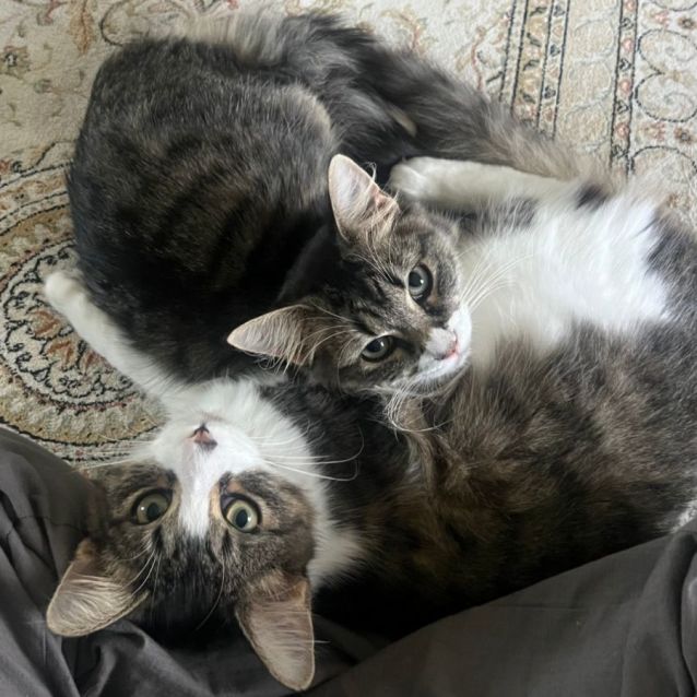 Photo of Punkin & Duddles 