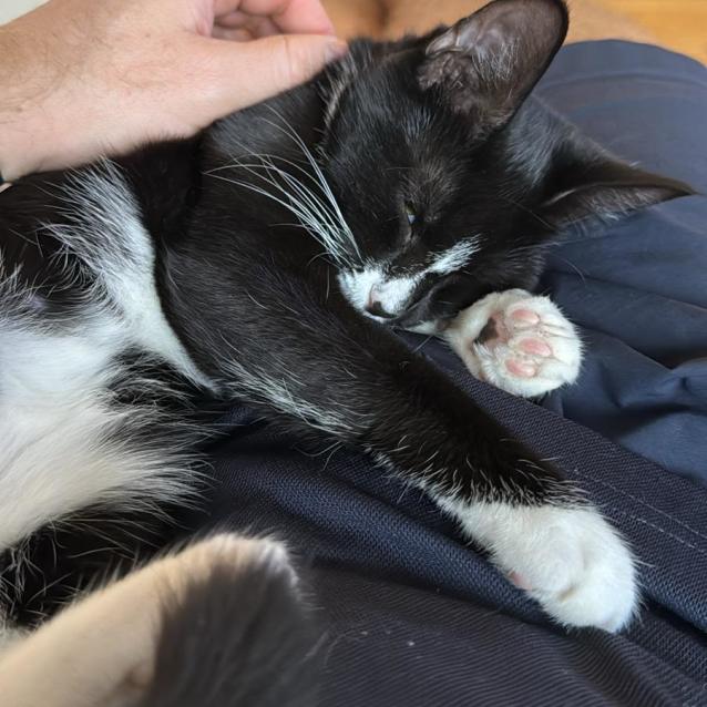 Photo of Alice *9 Lives Project Rescue*