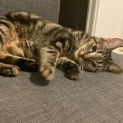 Photo of Lily