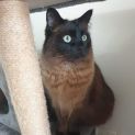 Photo of Elliot **2nd Chance Cat Rescue**