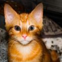 Photo of Armani Male Kitten