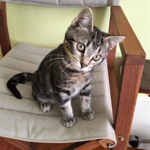 Allegra ^^Dandy Cat Rescue^^