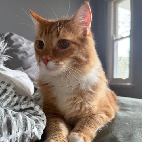 Apollo