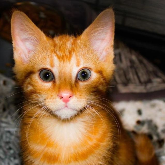 Photo of Armani  Male Kitten