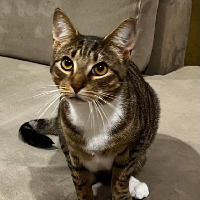 Photo of Magpie And Tiga 