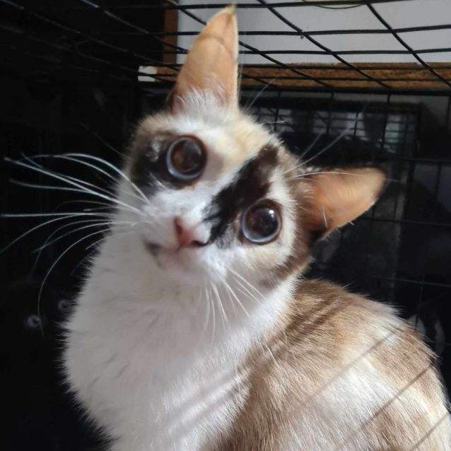 Photo of Dot