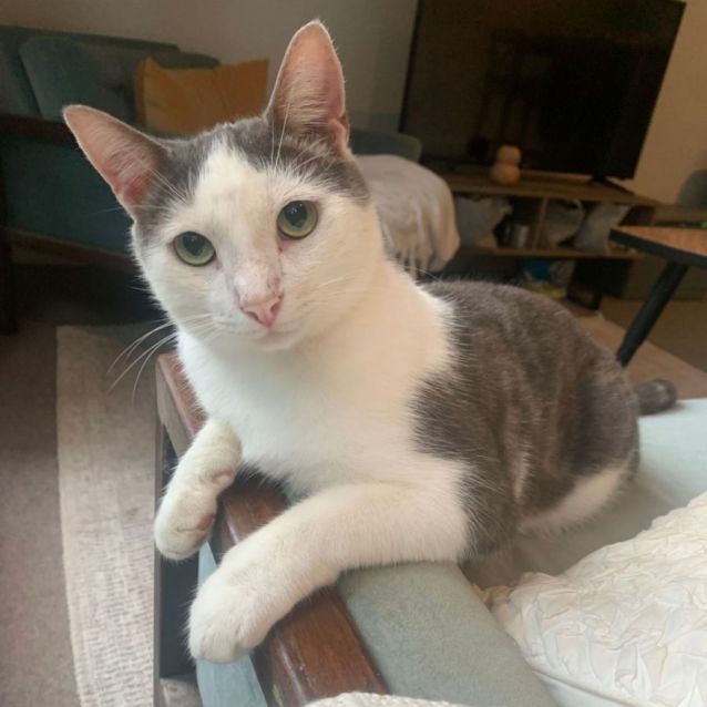 Photo of Matt *9 Lives Project Rescue*