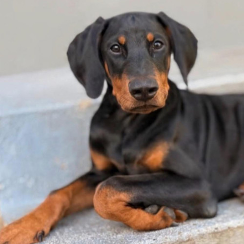 Missy von Dobermann