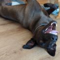 Photo of Moose