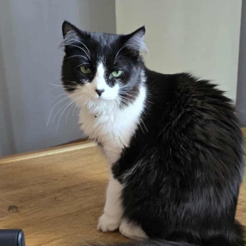 No photo for Princess 