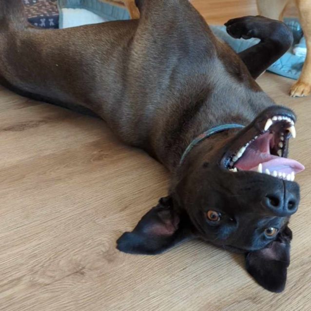 Photo of Moose
