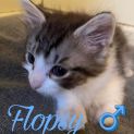 Photo of Flopsy