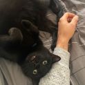 Photo of Noir