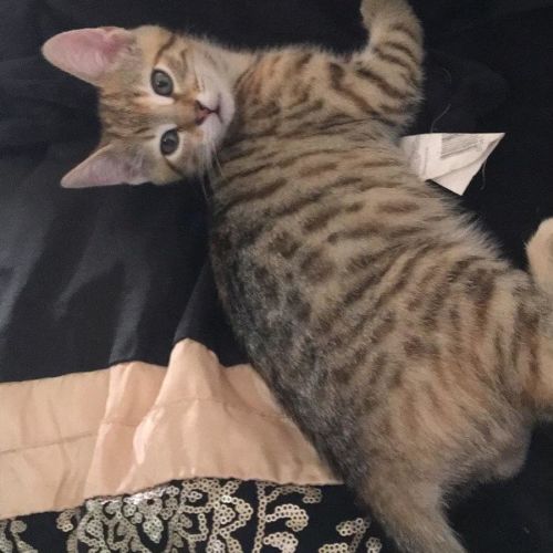 Mercury
