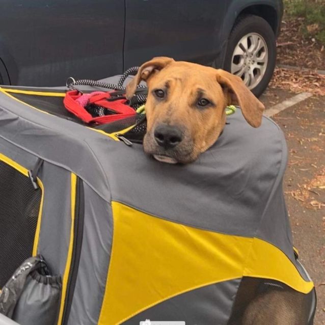 Photo of Pup Pup 🐕🐾♥️