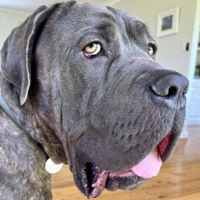 Neapolitan mastiff rescue centres sales