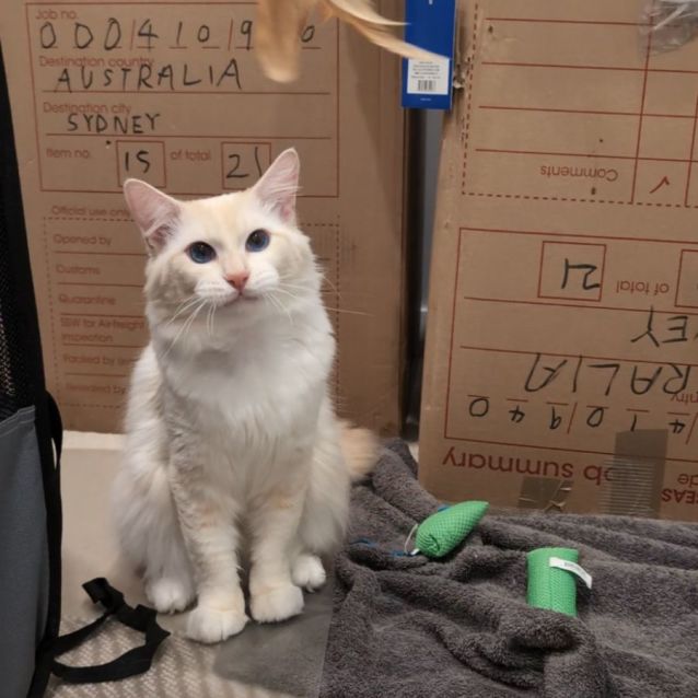 Photo of 🐈Figaro🐈