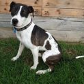 Photo of Bandit