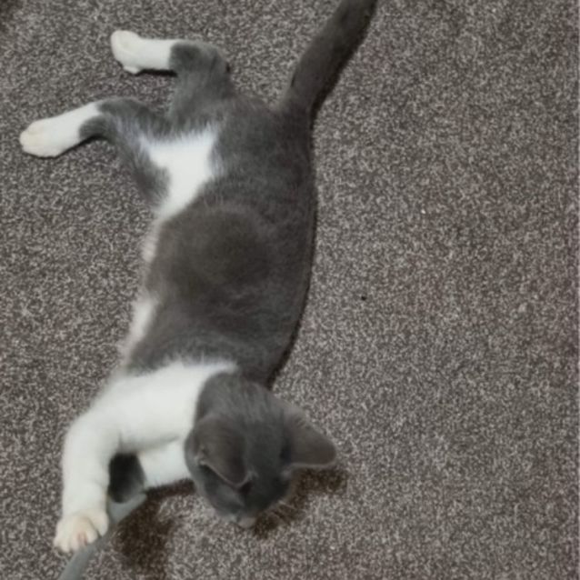 Photo of Cinder